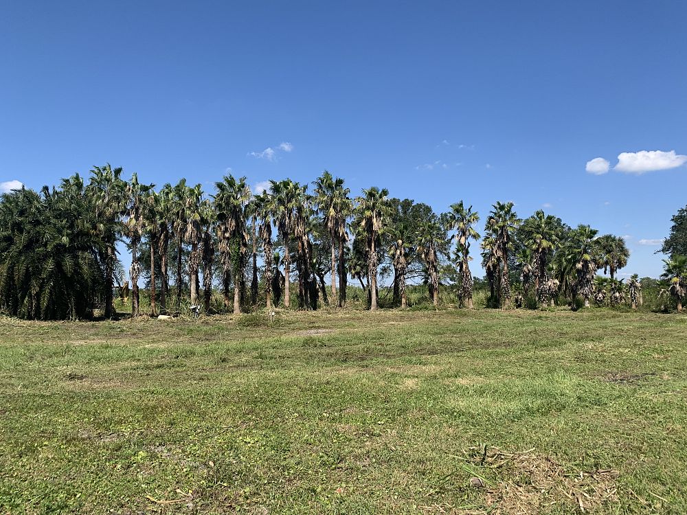 washingtonia-robusta-washington-palm-mexican-fan-palm
