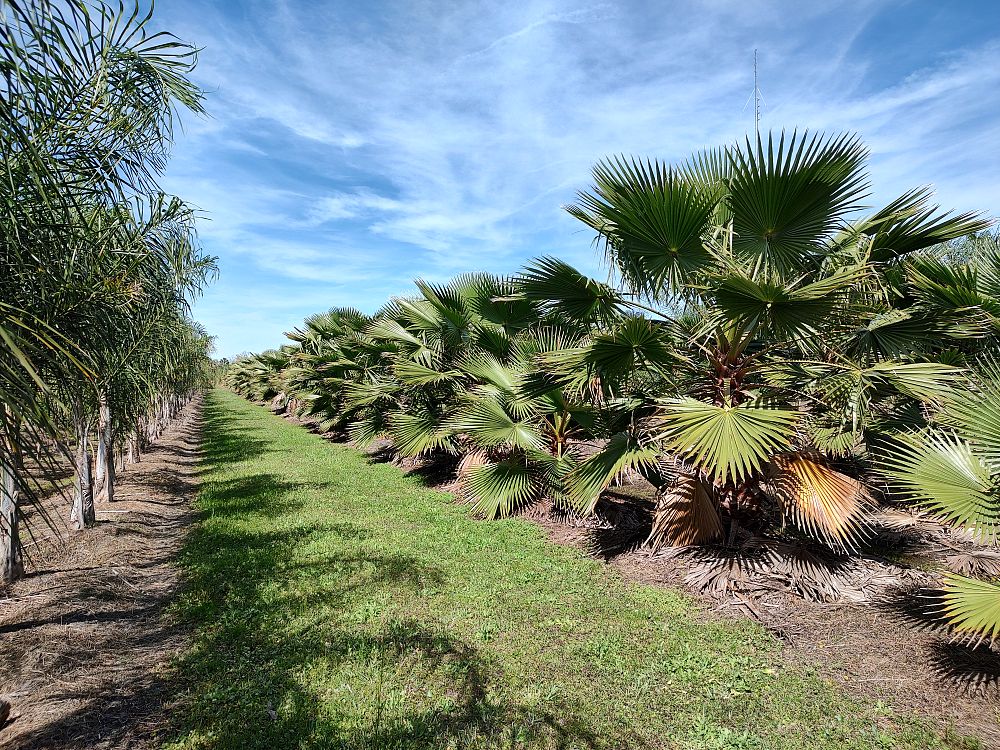 washingtonia-robusta-washington-palm-mexican-fan-palm
