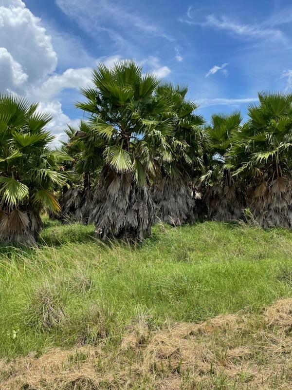 washingtonia-robusta-washington-palm-mexican-fan-palm