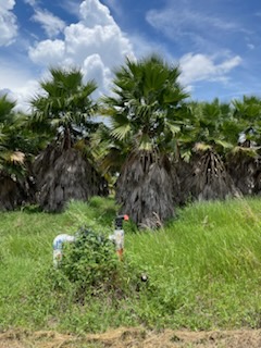 washingtonia-robusta-washington-palm-mexican-fan-palm