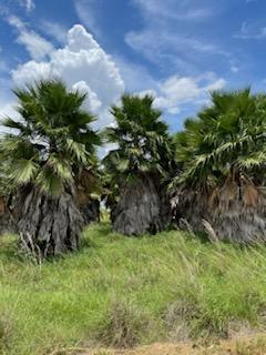 washingtonia-robusta-washington-palm-mexican-fan-palm