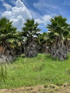 washingtonia-robusta-washington-palm-mexican-fan-palm