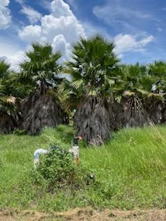 washingtonia-robusta-washington-palm-mexican-fan-palm