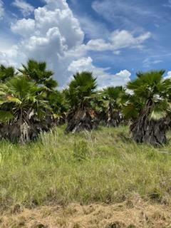 washingtonia-robusta-washington-palm-mexican-fan-palm