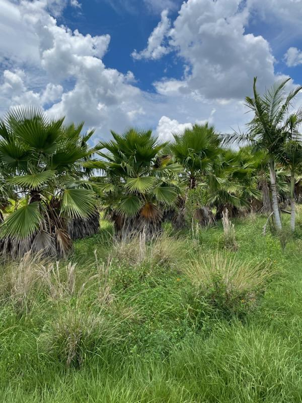 washingtonia-robusta-washington-palm-mexican-fan-palm