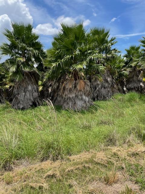 washingtonia-robusta-washington-palm-mexican-fan-palm