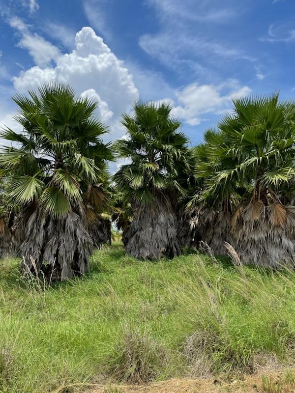 washingtonia-robusta-washington-palm-mexican-fan-palm