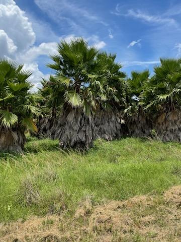 washingtonia-robusta-washington-palm-mexican-fan-palm