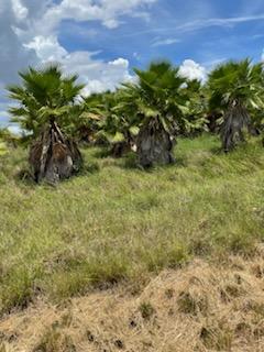 washingtonia-robusta-washington-palm-mexican-fan-palm