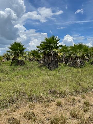 washingtonia-robusta-washington-palm-mexican-fan-palm