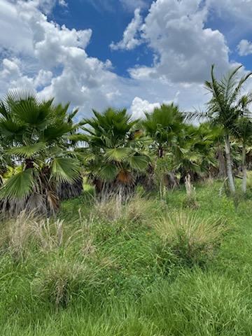 washingtonia-robusta-washington-palm-mexican-fan-palm