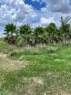 washingtonia-robusta-washington-palm-mexican-fan-palm