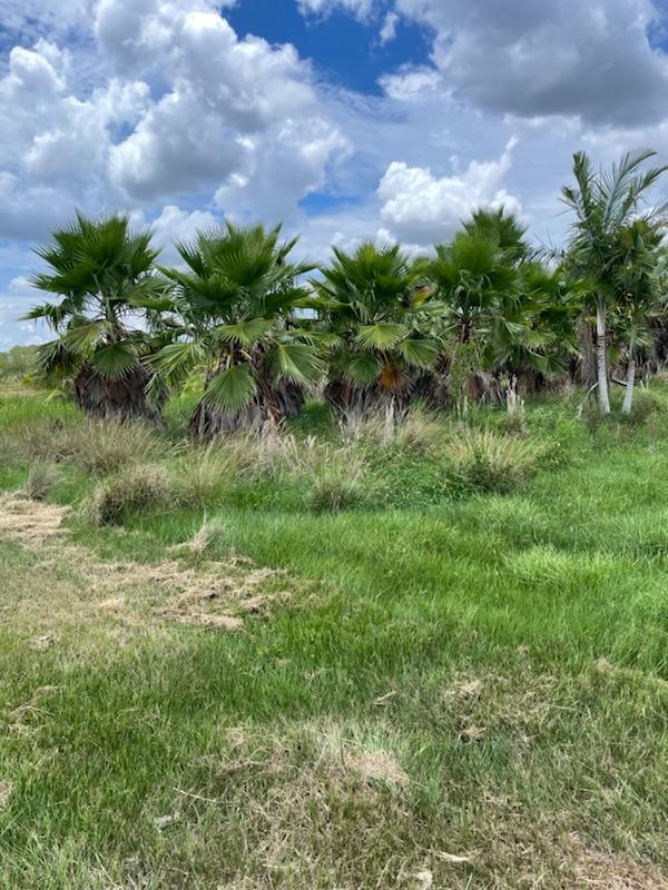 washingtonia-robusta-washington-palm-mexican-fan-palm