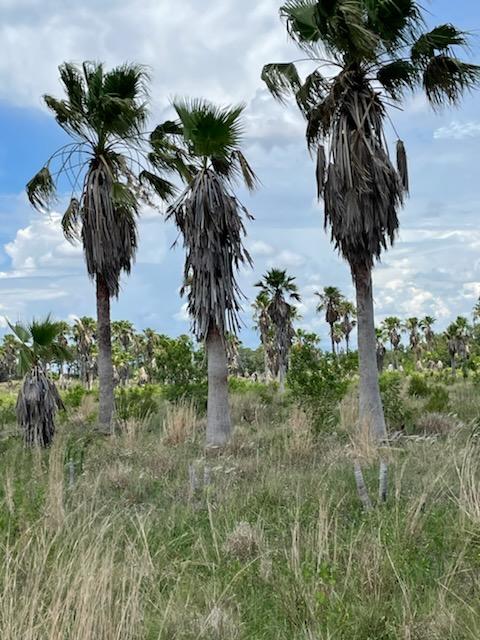washingtonia-robusta-washington-palm-mexican-fan-palm