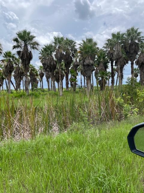 washingtonia-robusta-washington-palm-mexican-fan-palm
