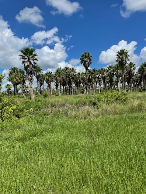 washingtonia-robusta-washington-palm-mexican-fan-palm