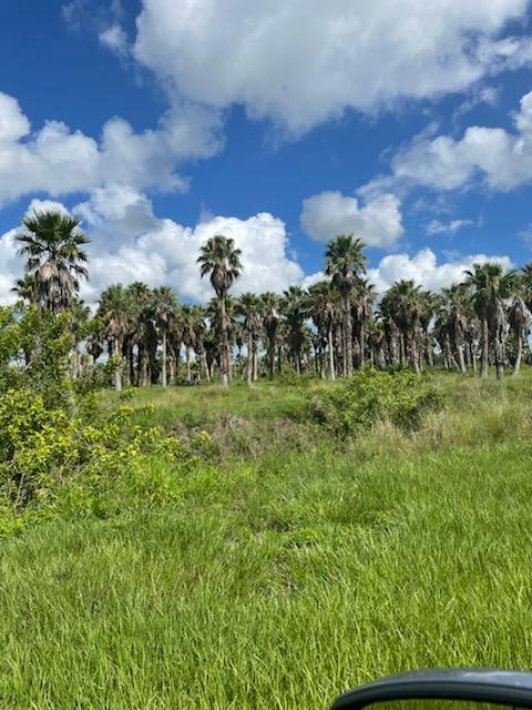 washingtonia-robusta-washington-palm-mexican-fan-palm