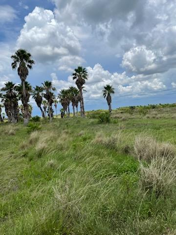 washingtonia-robusta-washington-palm-mexican-fan-palm
