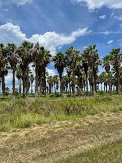 washingtonia-robusta-washington-palm-mexican-fan-palm