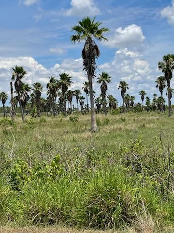 washingtonia-robusta-washington-palm-mexican-fan-palm