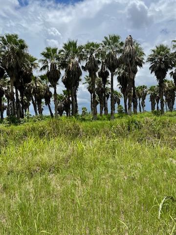 washingtonia-robusta-washington-palm-mexican-fan-palm
