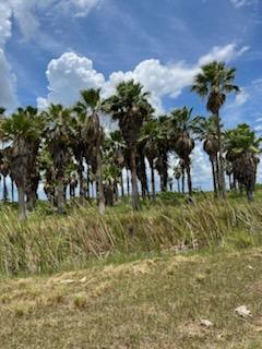 washingtonia-robusta-washington-palm-mexican-fan-palm