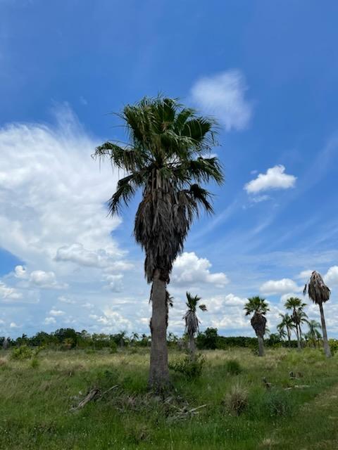 washingtonia-robusta-washington-palm-mexican-fan-palm
