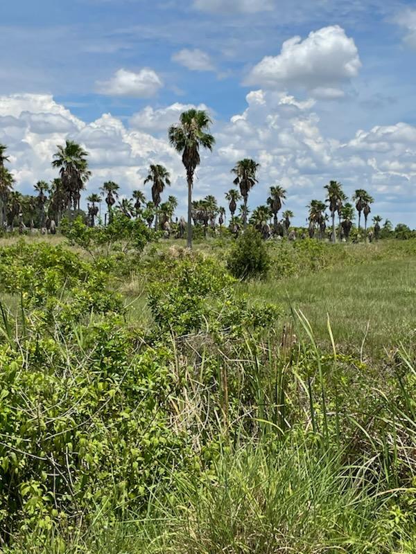washingtonia-robusta-washington-palm-mexican-fan-palm