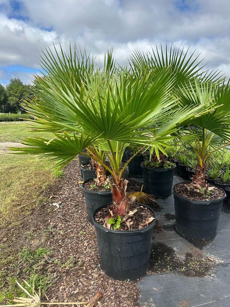 washingtonia-robusta-washington-palm-mexican-fan-palm