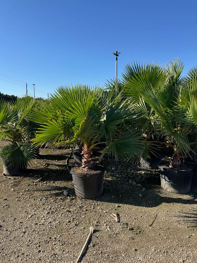 washingtonia-robusta-washington-palm-mexican-fan-palm