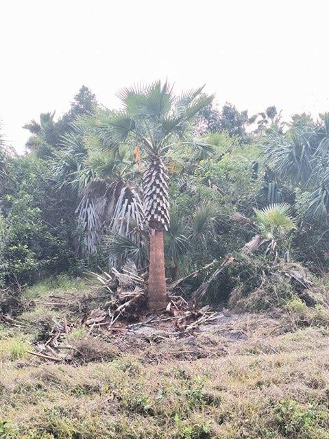 washingtonia-robusta-washington-palm-mexican-fan-palm