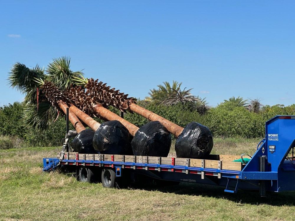 washingtonia-robusta-washington-palm-mexican-fan-palm