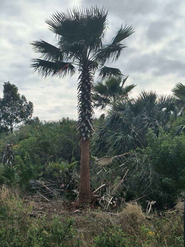 washingtonia-robusta-washington-palm-mexican-fan-palm