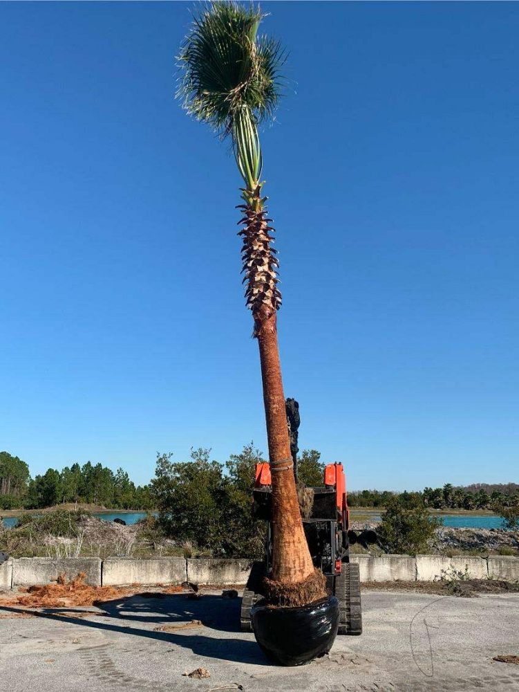 washingtonia-robusta-washington-palm-mexican-fan-palm