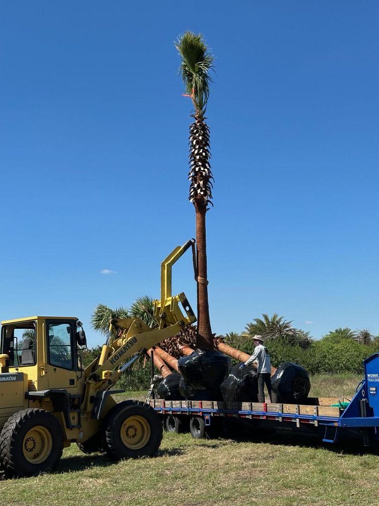 washingtonia-robusta-washington-palm-mexican-fan-palm