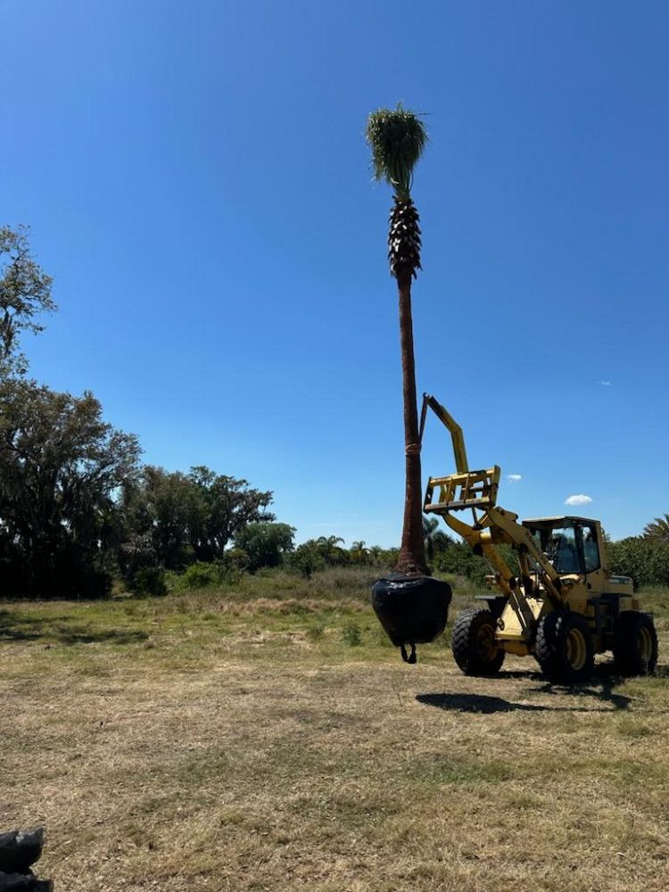 washingtonia-robusta-washington-palm-mexican-fan-palm