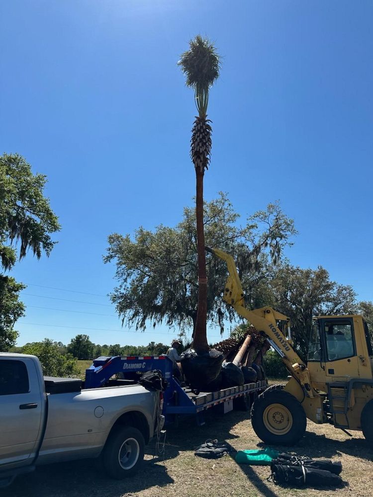washingtonia-robusta-washington-palm-mexican-fan-palm