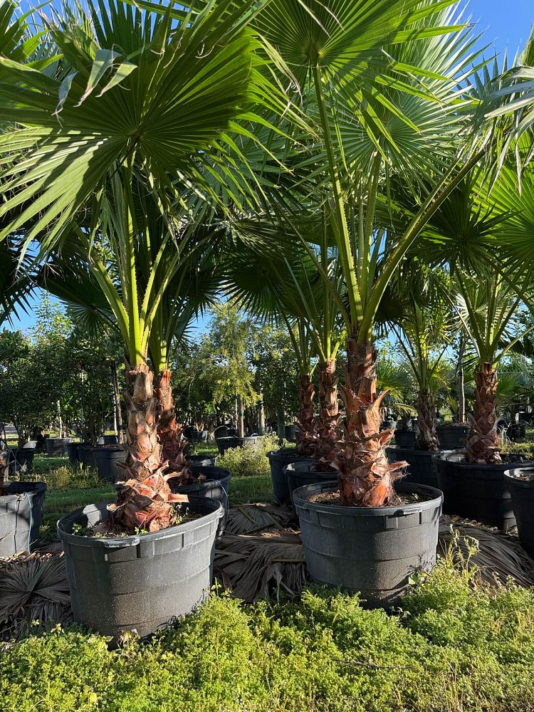 washingtonia-robusta-washington-palm-mexican-fan-palm