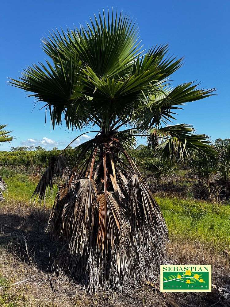 washingtonia-robusta-washington-palm-mexican-fan-palm