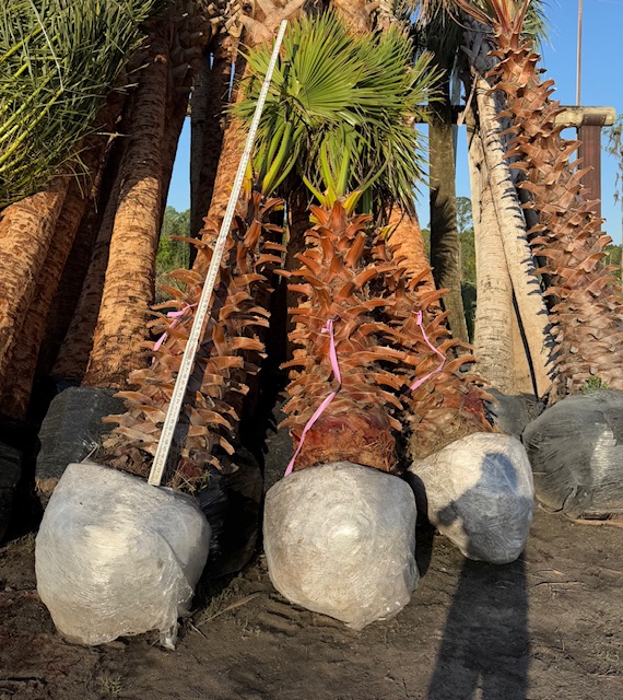 washingtonia-robusta-washington-palm-mexican-fan-palm