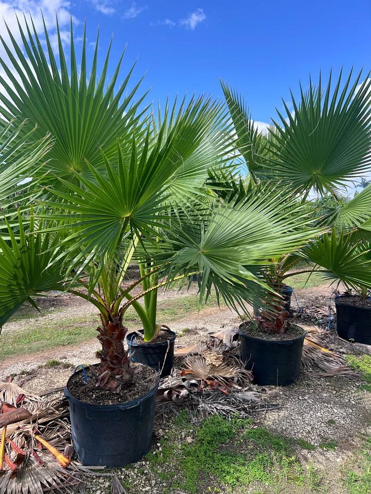 washingtonia-robusta-washington-palm-mexican-fan-palm