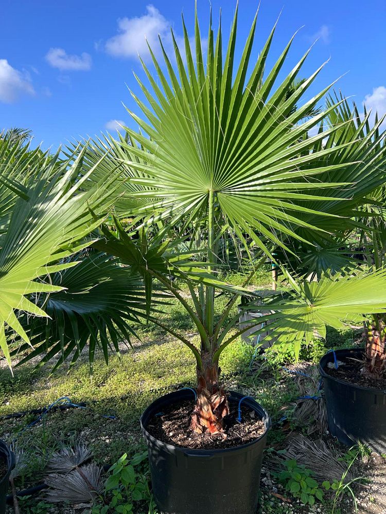 washingtonia-robusta-washington-palm-mexican-fan-palm