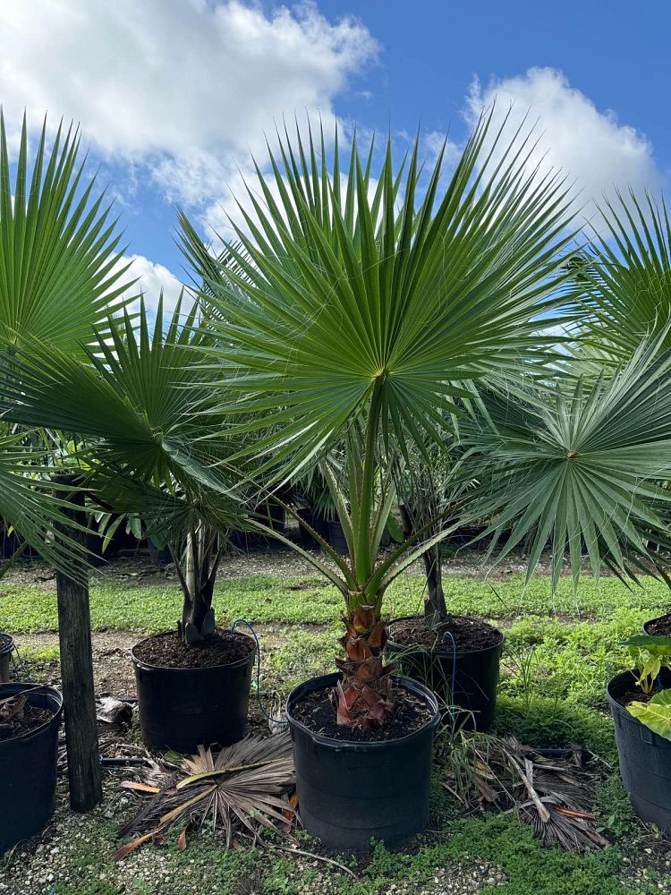 washingtonia-robusta-washington-palm-mexican-fan-palm