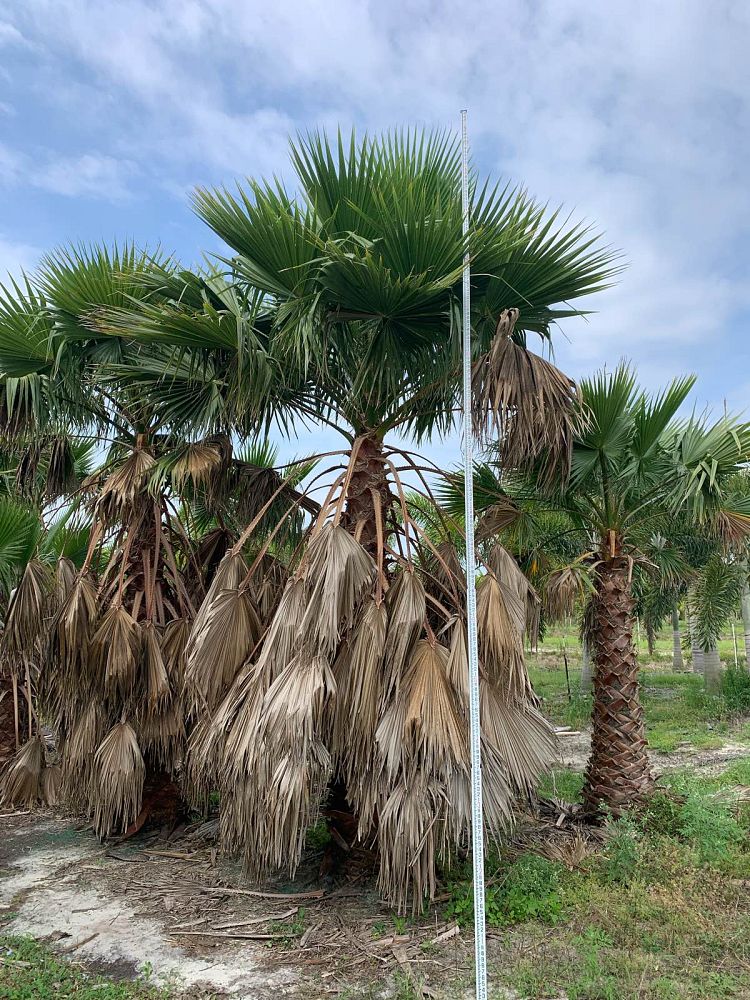 washingtonia-robusta-washington-palm-mexican-fan-palm