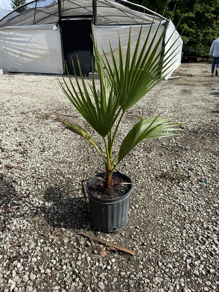 washingtonia-robusta-washington-palm-mexican-fan-palm