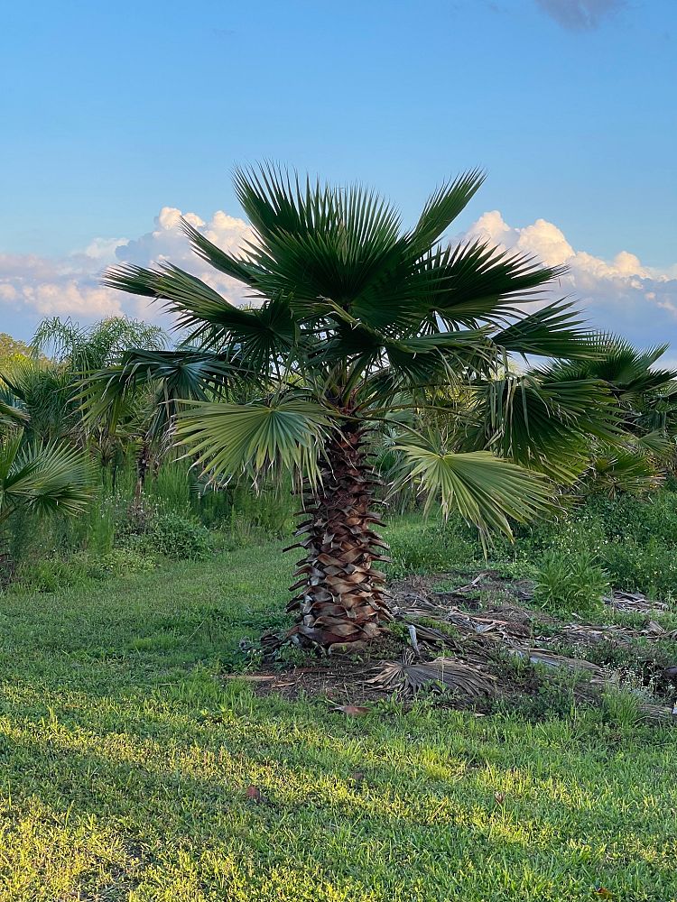 washingtonia-robusta-washington-palm-mexican-fan-palm