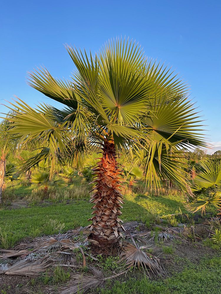 washingtonia-robusta-washington-palm-mexican-fan-palm