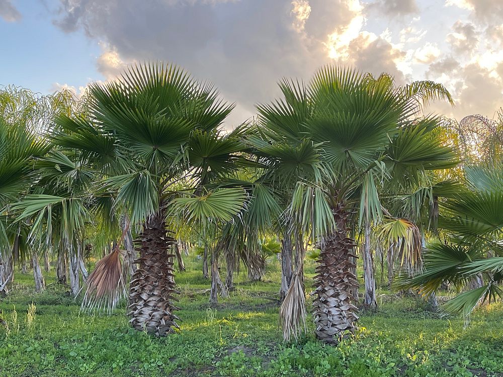 washingtonia-robusta-washington-palm-mexican-fan-palm