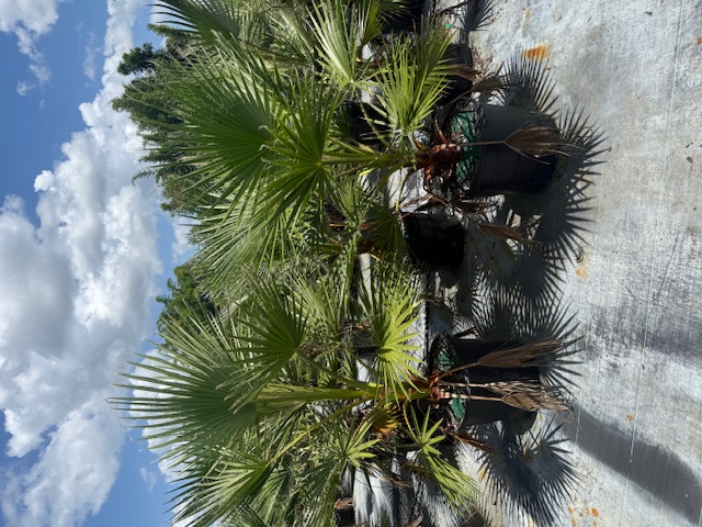 washingtonia-robusta-washington-palm-mexican-fan-palm