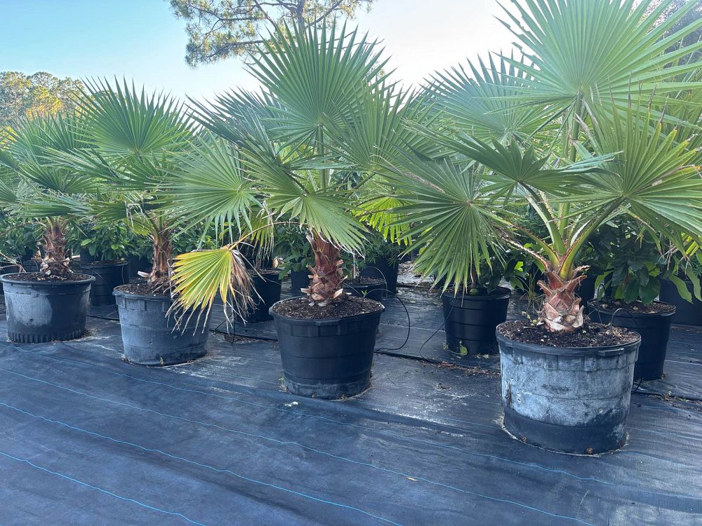 washingtonia-robusta-washington-palm-mexican-fan-palm